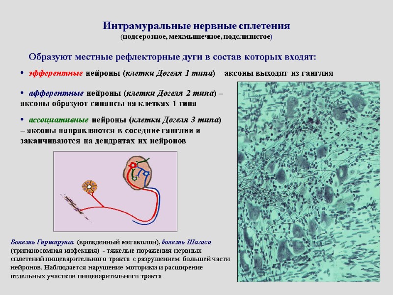 Интрамуральные нервные сплетения (подсерозное, межмышечное, подслизистое) Образуют местные рефлекторные дуги в состав которых входят: